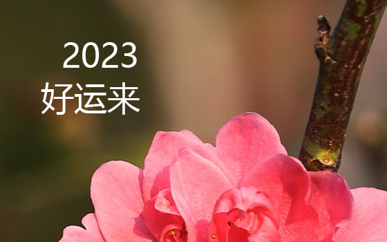 春暖花開季  又是一年逢春時(shí)